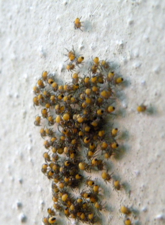 Araneus sp.